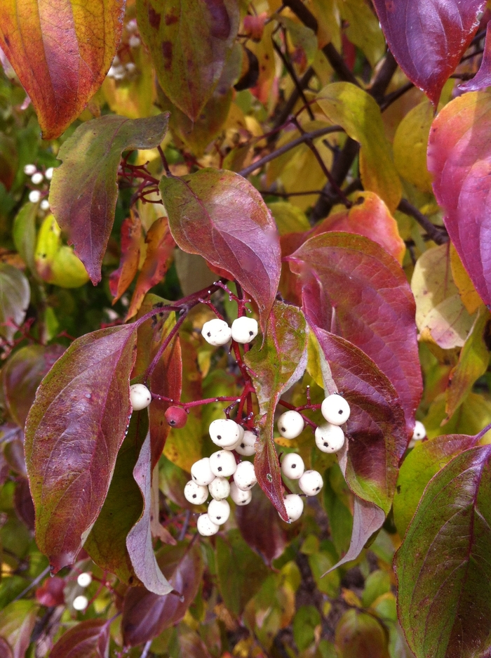 Gray Dogwood - Cornus racemosa from Ancient Roots Native Nursery