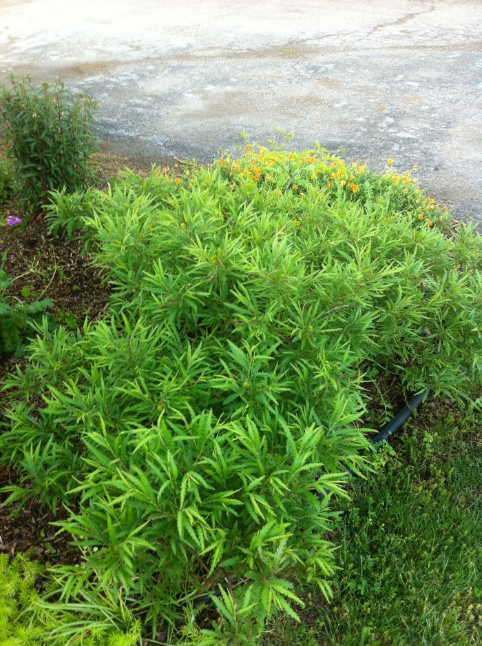 Sweet Fern - Comptonia peregrina from Ancient Roots Native Nursery Sweet Fern - Comptonia peregrina from Ancient Roots Native Nursery