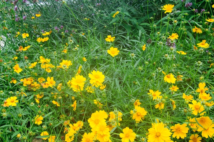 Lance-leaved Coreopsis - Coreopsis lanceolata from Ancient Roots Native Nursery