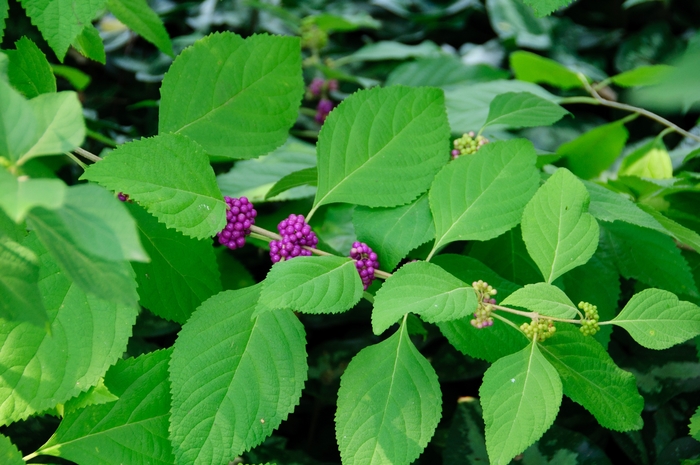 American Beautyberry - Callicarpa americana from Ancient Roots Native Nursery