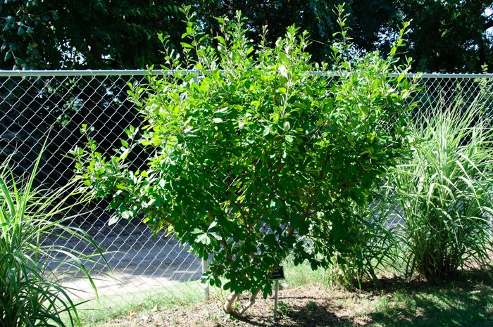 Possumhaw Holly - Ilex decidua from Ancient Roots Native Nursery