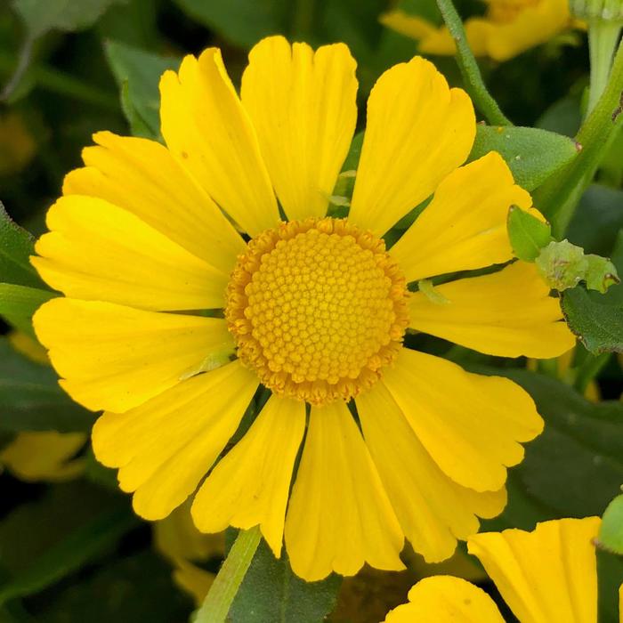 Sneezeweed - Helenium autumnale from Ancient Roots Native Nursery