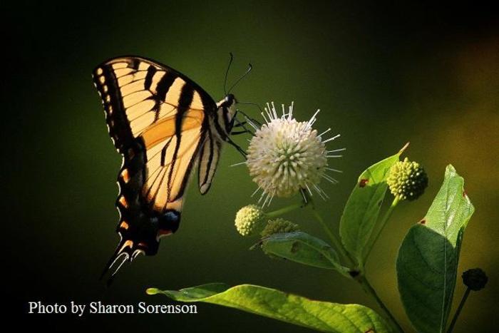 Buttonbush - Cephalanthus occidentalis from Ancient Roots Native Nursery