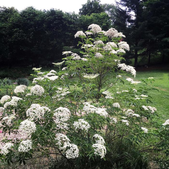 American Common Elderberry - Sambucus canadensis from Ancient Roots Native Nursery