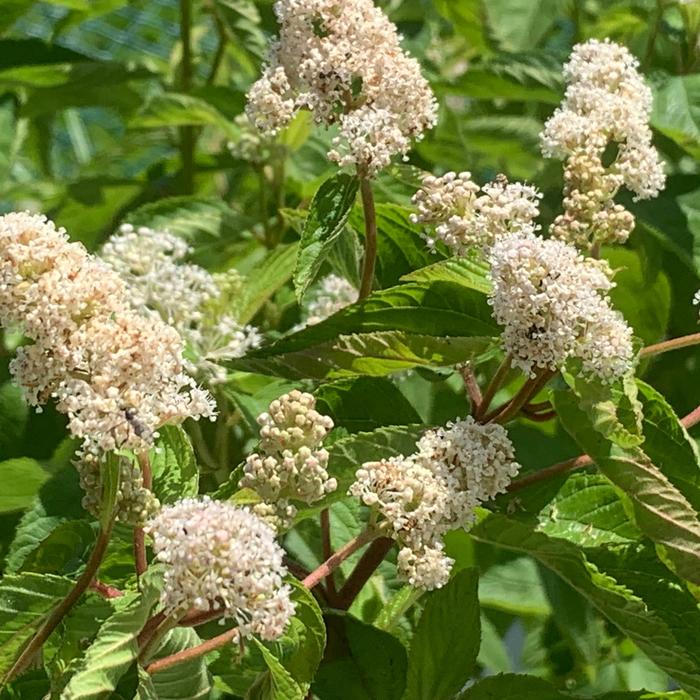 New Jersey Tea - Ceanothus americanus from Ancient Roots Native Nursery