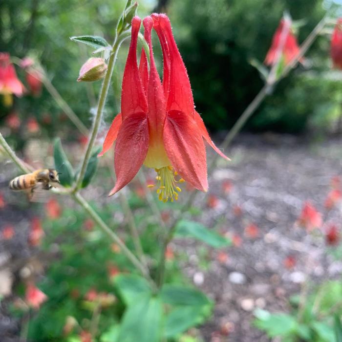 Red Columbine - Aquilegia canadensis from Ancient Roots Native Nursery