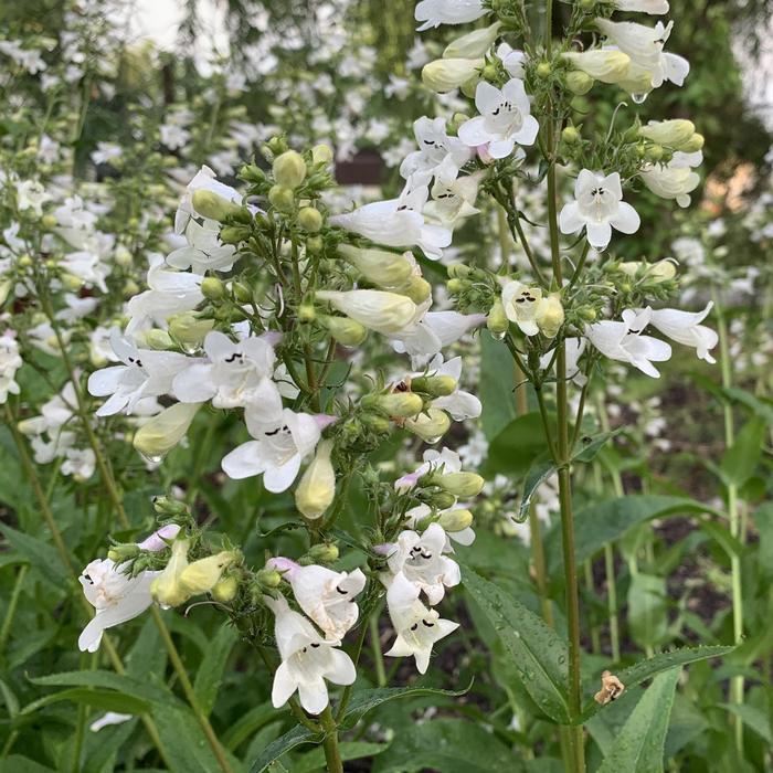 Foxglove Beardtongue - Penstemon digitalis from Ancient Roots Native Nursery