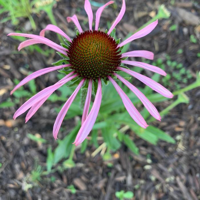 Pale Purple Coneflower - Echinacea Pallida from Ancient Roots Native Nursery