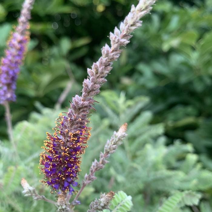 Leadplant - Amorpha canescens from Ancient Roots Native Nursery Leadplant - Amorpha canescens from Ancient Roots Native Nursery
