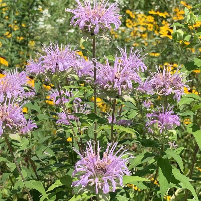 Wild Bergamot - Monarda fistulosa from Ancient Roots Native Nursery