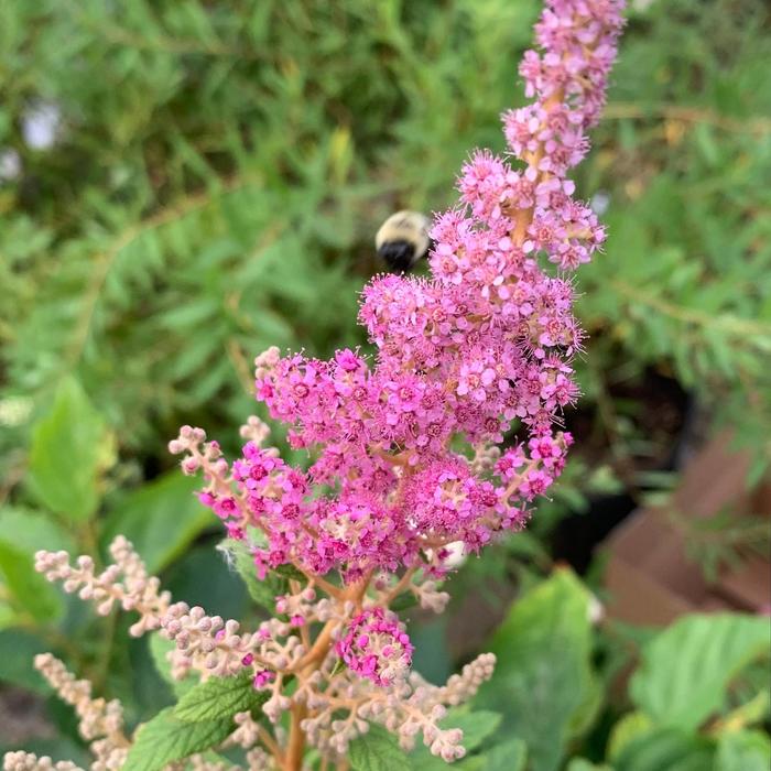 Steeple Bush - Spiraea tomentosa from Ancient Roots Native Nursery