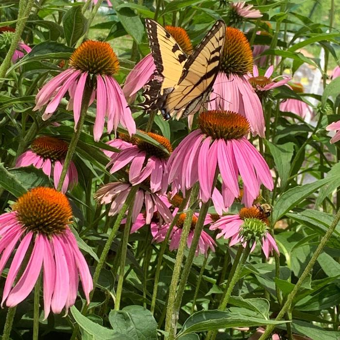 Purple Coneflower - Echinacea purpurea from Ancient Roots Native Nursery