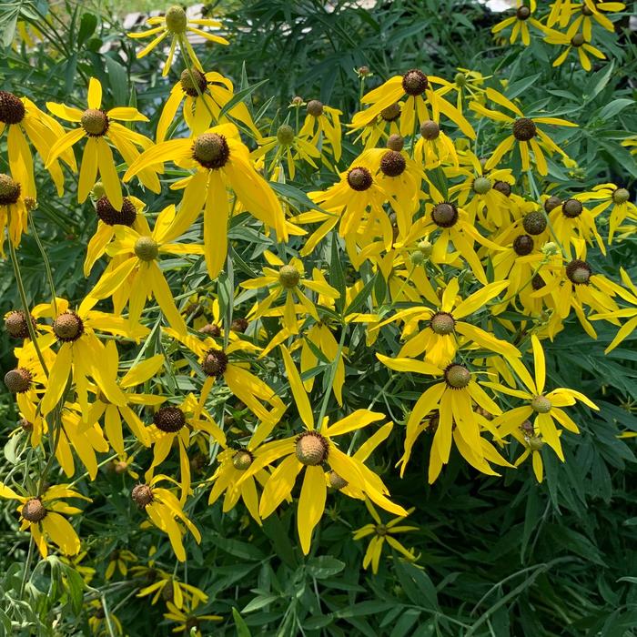 Gray-headed Coneflower - Ratibida pinnata from Ancient Roots Native Nursery