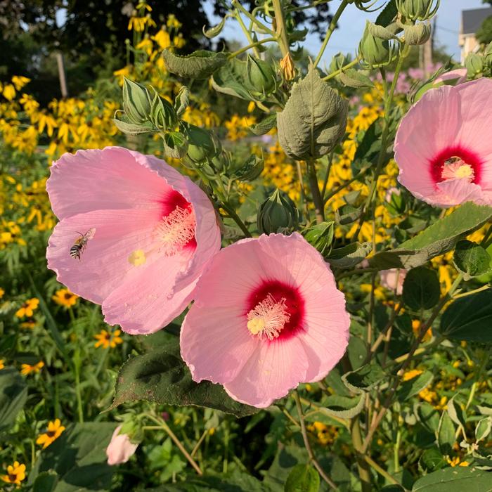 Rose Mallow - Hibiscus laevis from Ancient Roots Native Nursery