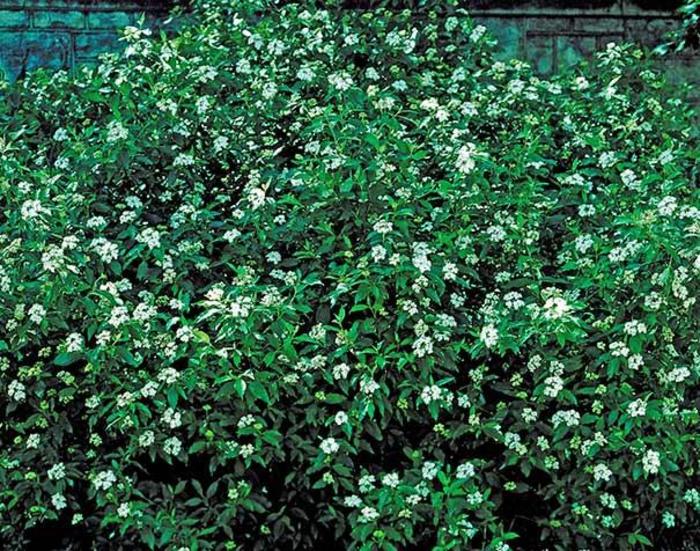 Silky Dogwood - Cornus amomum from Ancient Roots Native Nursery