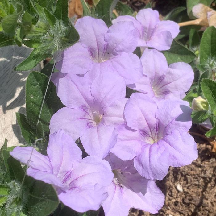 Wild Petunia - Ruellia humilis from Ancient Roots Native Nursery Wild Petunia - Ruellia humilis from Ancient Roots Native Nursery