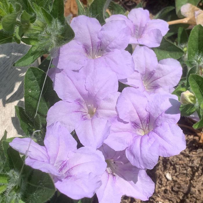 Wild Petunia - Ruellia humilis from Ancient Roots Native Nursery