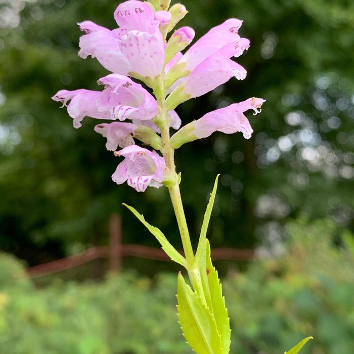 Obedient Plant - Physostegia virginiana from Ancient Roots Native Nursery