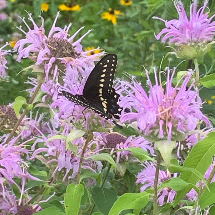 Eastern Beebalm - Monarda bradburiana from Ancient Roots Native Nursery