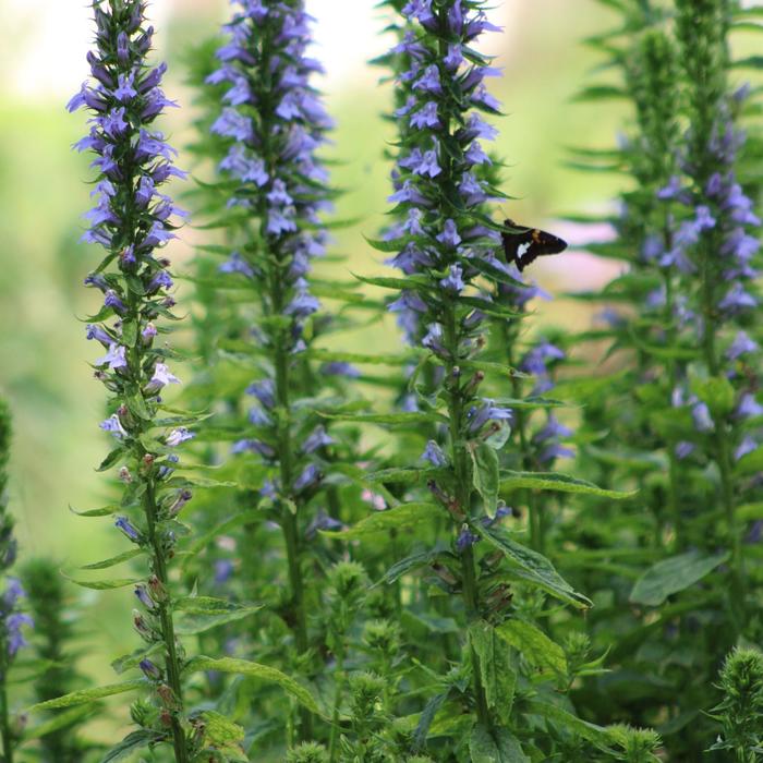 Blue Cardinal Flower - Lobelia siphilitica from Ancient Roots Native Nursery