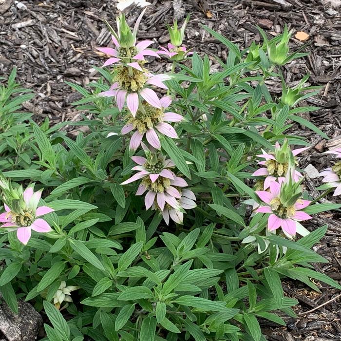 Spotted Bee Balm - Monarda punctata from Ancient Roots Native Nursery