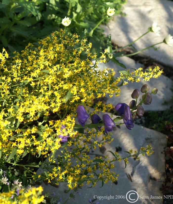 Zigzag Goldenrod - Solidago flexicaulis from Ancient Roots Native Nursery