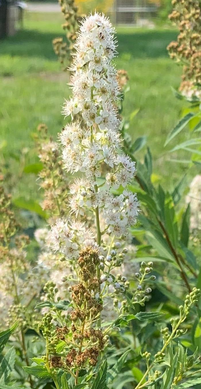 Meadowsweet - Spiraea alba from Ancient Roots Native Nursery