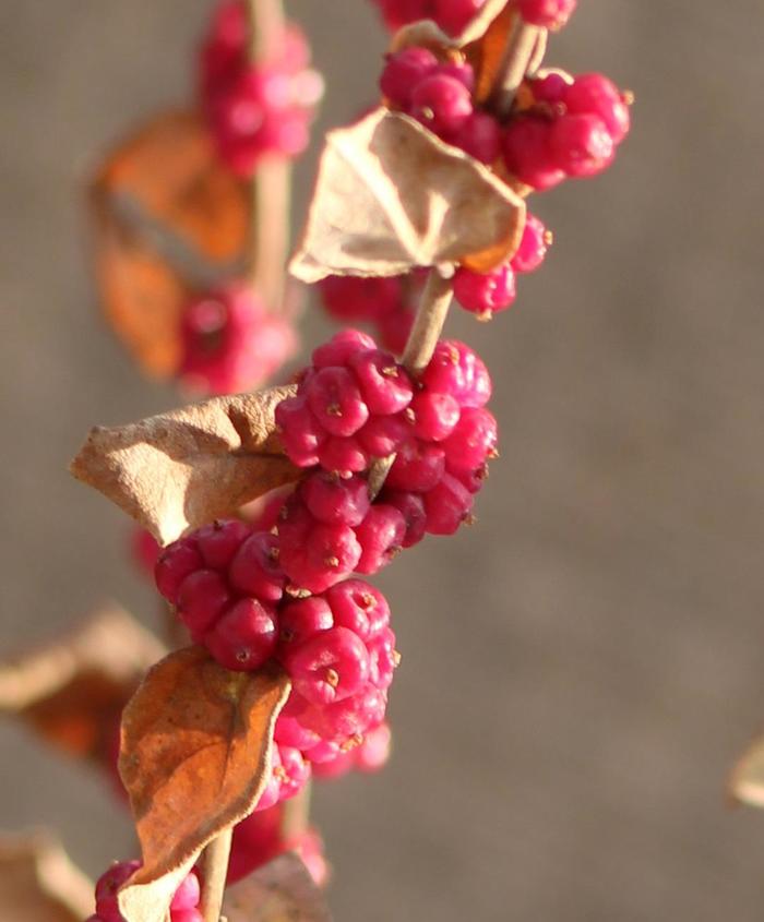 Coralberry - Symphoricarpos orbiculatus from Ancient Roots Native Nursery