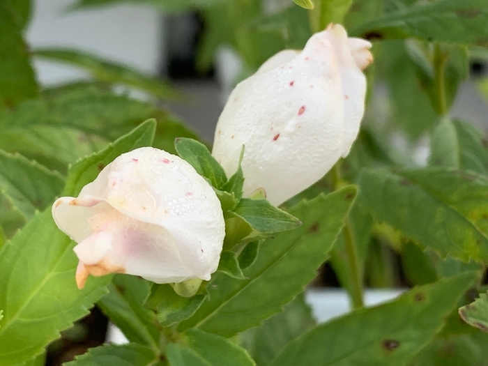 White Turtlehead - Chelone glabra from Ancient Roots Native Nursery