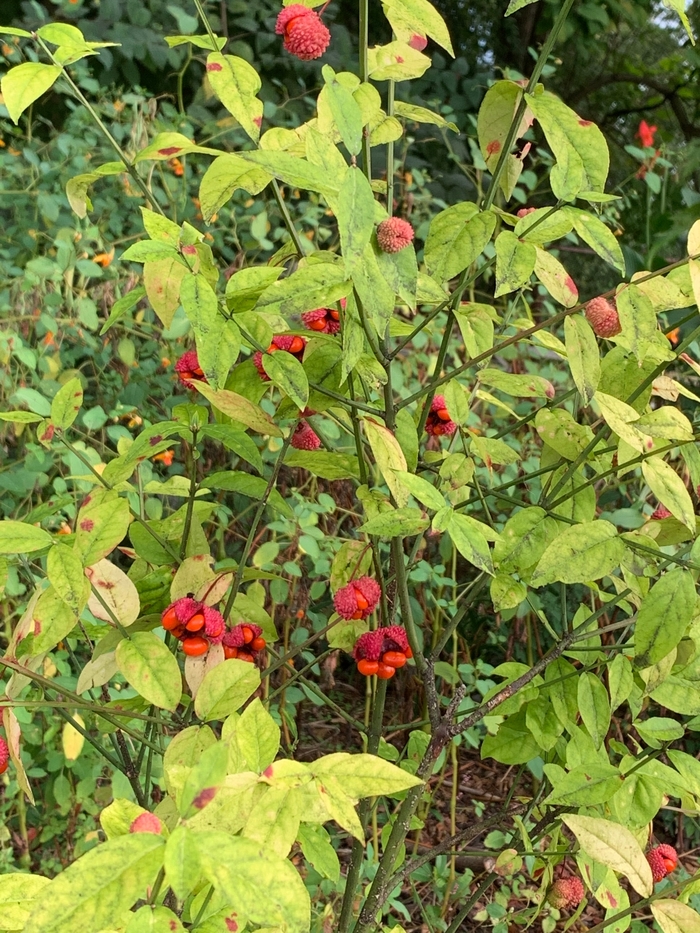 Strawberry Bush - Euonymus Americanus from Ancient Roots Native Nursery