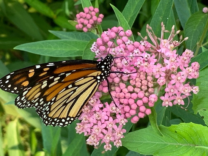Rose Milkweed - Asclepias incarnata from Ancient Roots Native Nursery