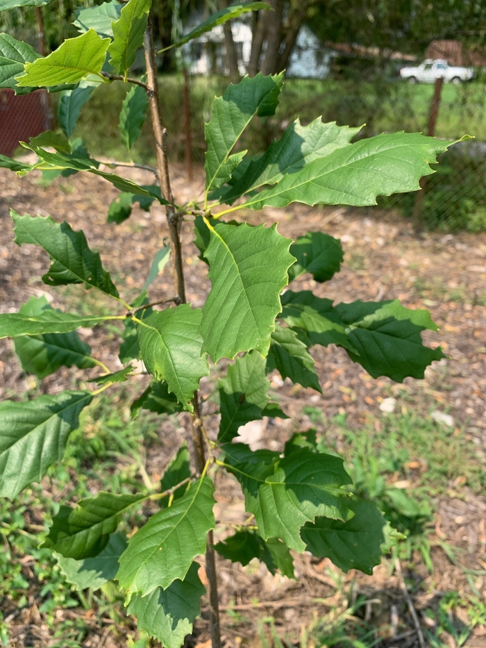 Dwarf Chinquapin Oak - Quercus prinoides from Ancient Roots Native Nursery