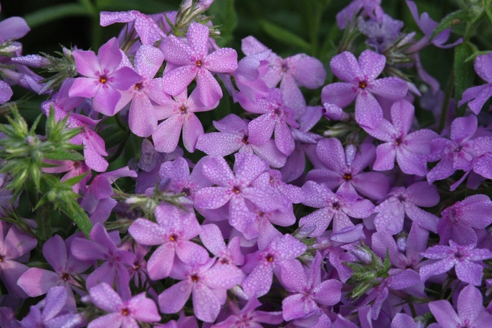 Prairie Phlox - Phlox pilosa from Ancient Roots Native Nursery