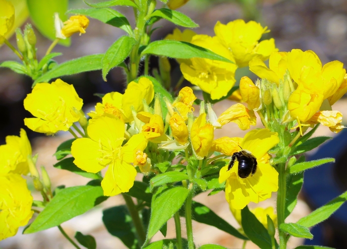 Prairie Sundrops - Oenothera pilosella from Ancient Roots Native Nursery