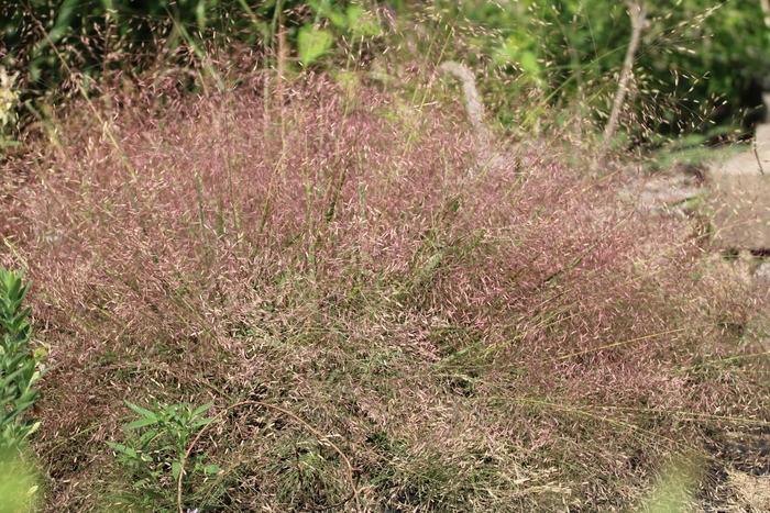Purple Love Grass - Eragrostis spectabilis from Ancient Roots Native Nursery