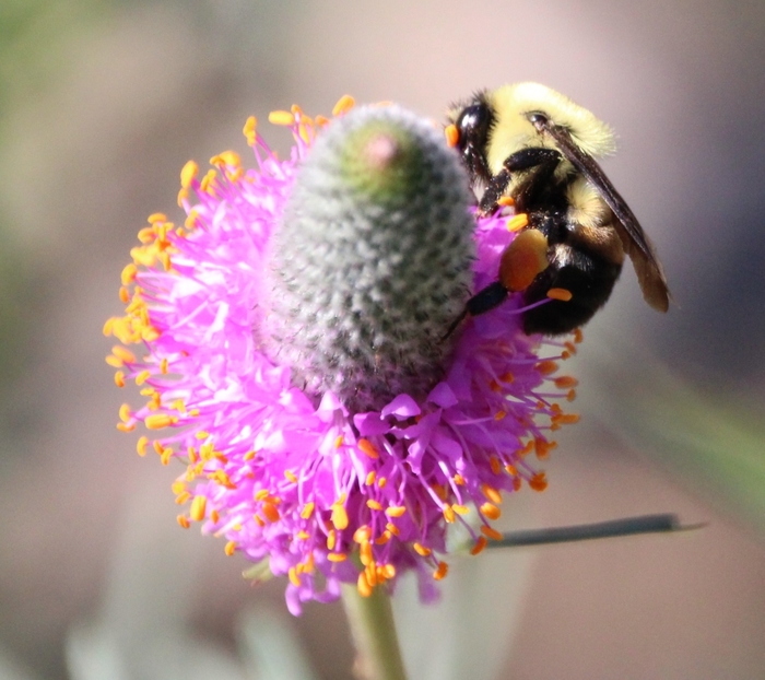 Purple Prairie Clover - Dalea purpurea from Ancient Roots Native Nursery