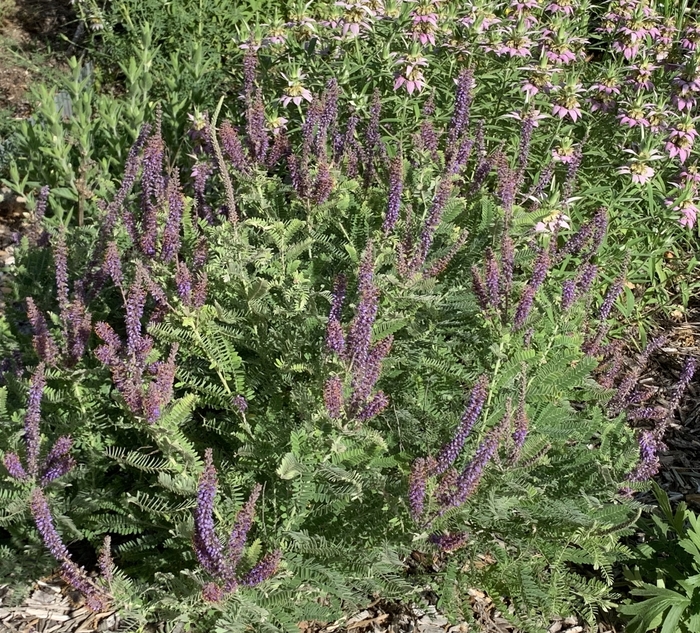 Leadplant - Amorpha canescens from Ancient Roots Native Nursery