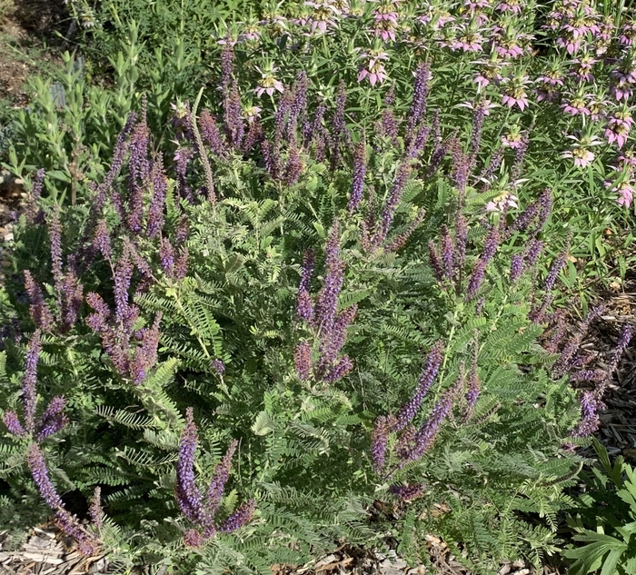Leadplant - Amorpha canescens from Ancient Roots Native Nursery Leadplant - Amorpha canescens from Ancient Roots Native Nursery