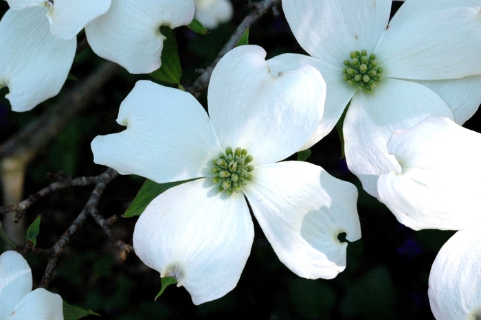 Cornus Florida Flowering Dogwood