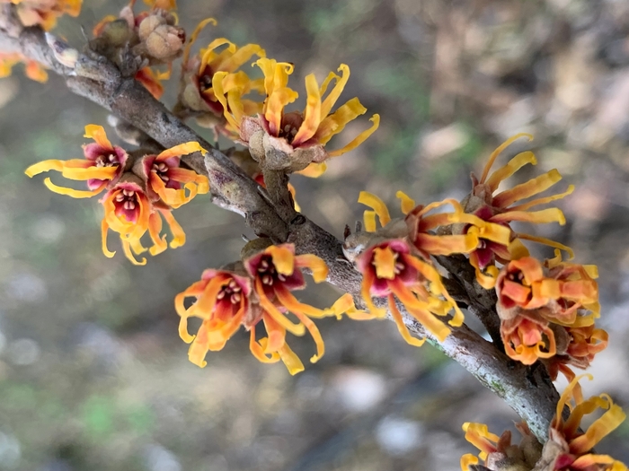 Ozark Witch Hazel - Hamamelis vernalis from Ancient Roots Native Nursery Ozark Witch Hazel - Hamamelis vernalis from Ancient Roots Native Nursery
