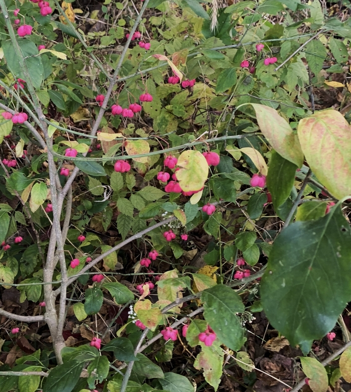 Eastern Wahoo - Euonymus atropurpureus from Ancient Roots Native Nursery