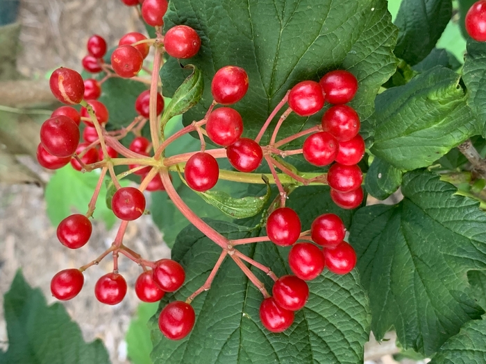 American Cranberry - Viburnum trilobum from Ancient Roots Native Nursery