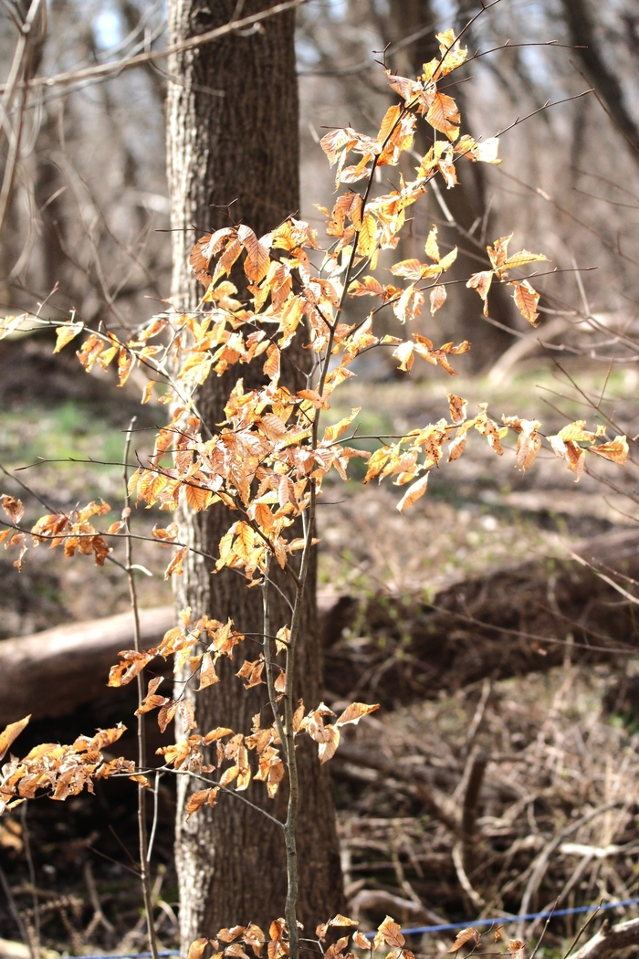 American Beech Nut - Fagus grandifolia from Ancient Roots Native Nursery