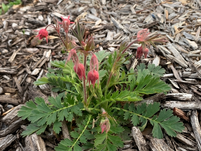 Prairie Smoke - Geum triflorum from Ancient Roots Native Nursery