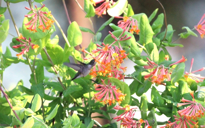 Coral Honeysuckle - Lonicera sempervirens from Ancient Roots Native Nursery