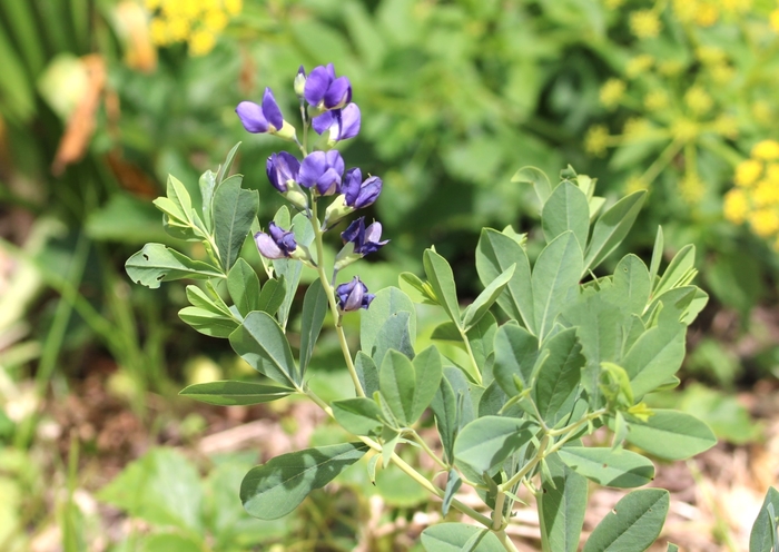 Wild Blue Indigo - Baptisia australis from Ancient Roots Native Nursery Wild Blue Indigo - Baptisia australis from Ancient Roots Native Nursery