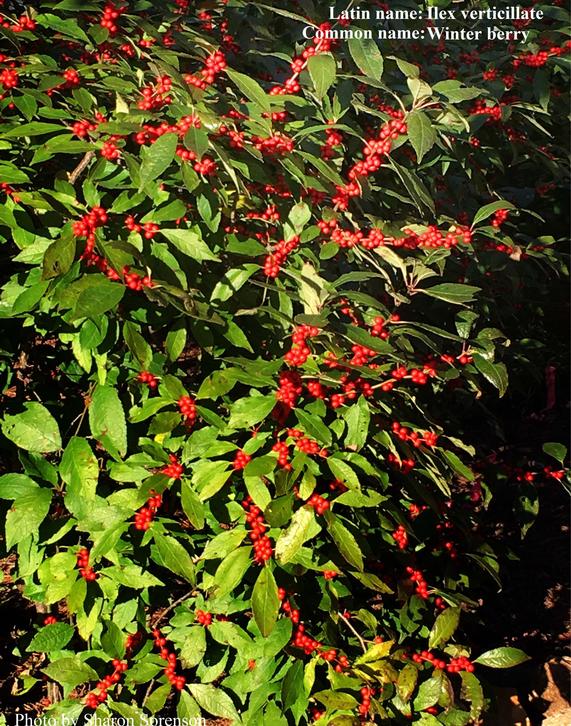 Winterberry
Ilex verticilata