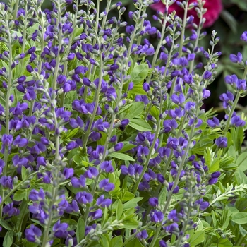 Baptisia australis - Wild Blue Indigo