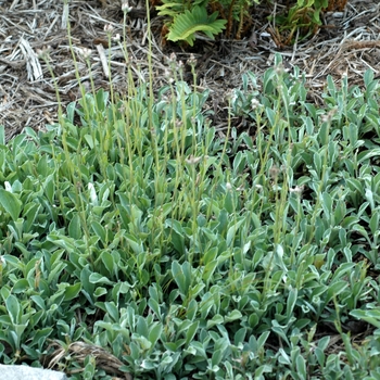 Antennaria plantaginifolia - Pussytoes 