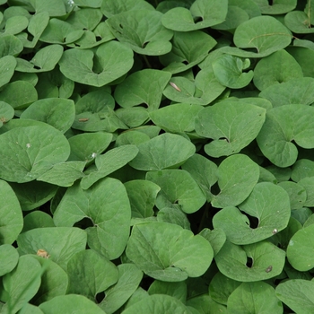 Asarum canadense - Wild Ginger